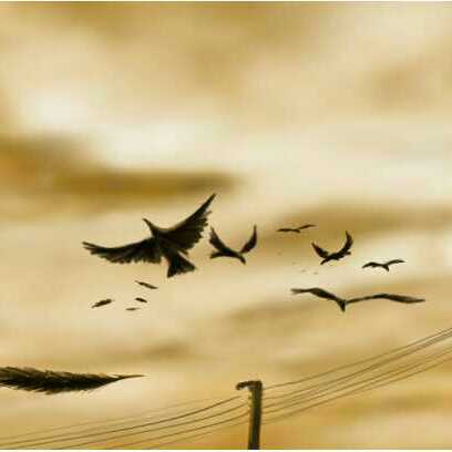 Crows