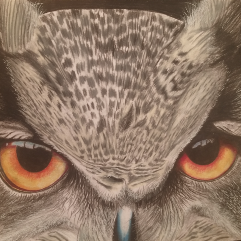 Hawk