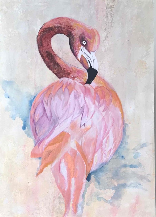 Flamingo