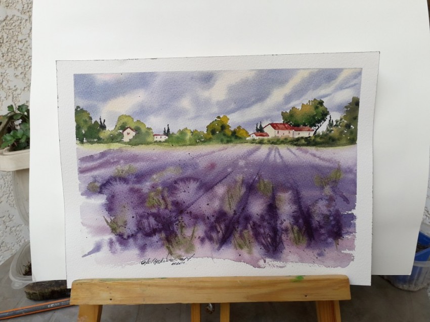 Lavender Fields In Provence