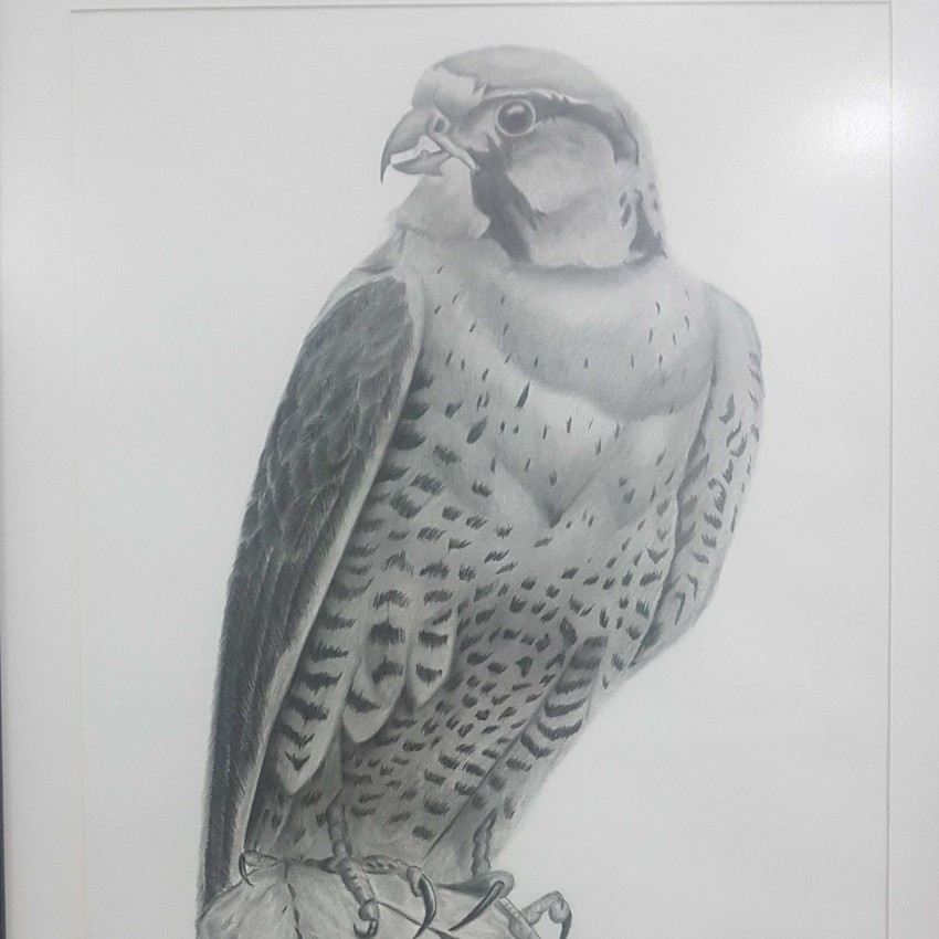 Falcon