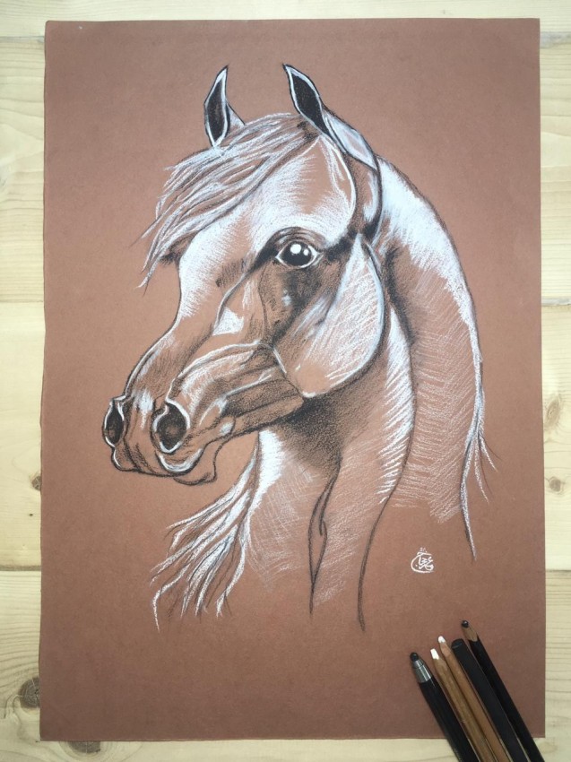 Arabian Horse
