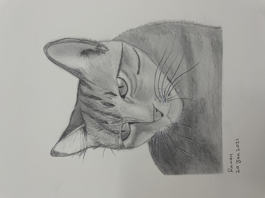 Black Cat