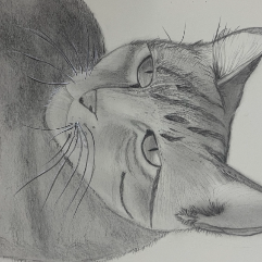 Black Cat