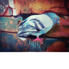 الحمامه