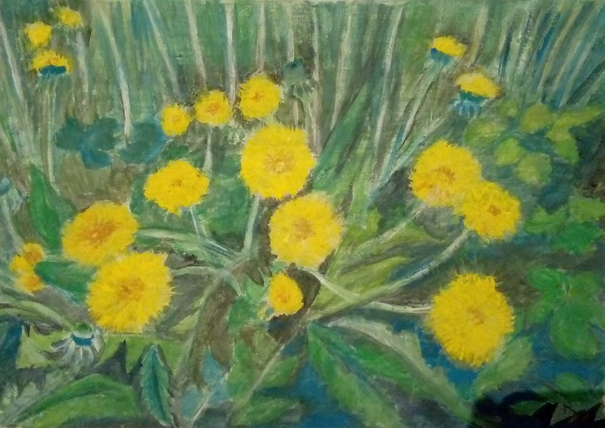 Dandelion Flowers