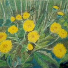 Dandelion Flowers