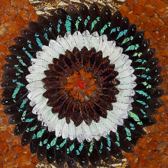 Butterfly Wings Art
