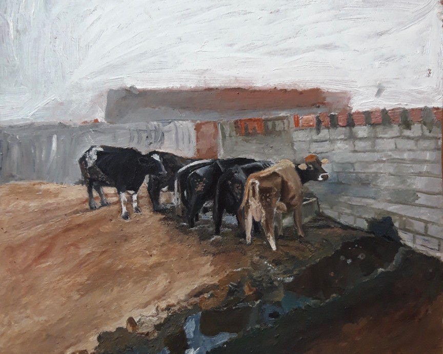Cows In Farm