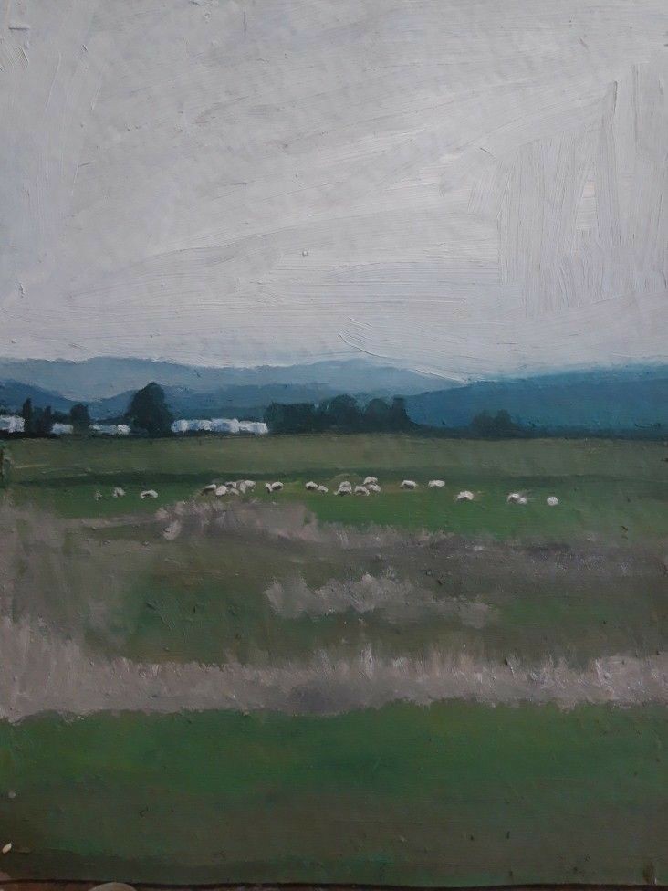 sheeps in the plain fields and tall grass