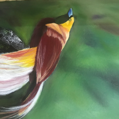 Bird Of Paradise