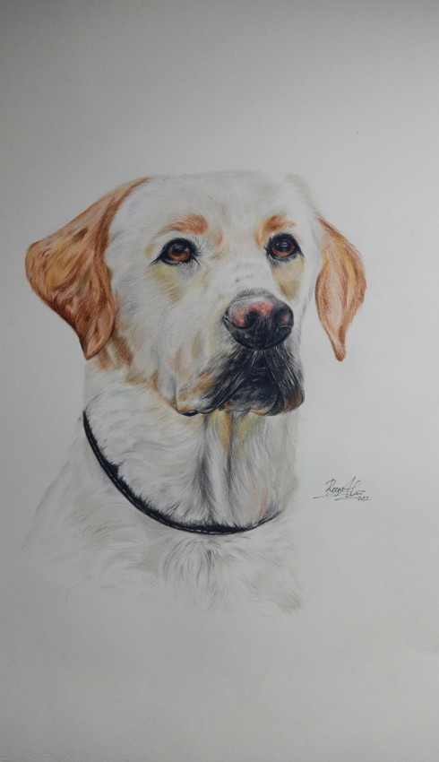 White Dog