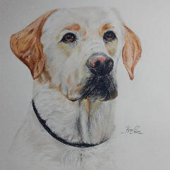 White Dog