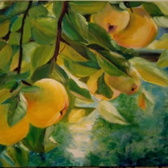 Quince Garden