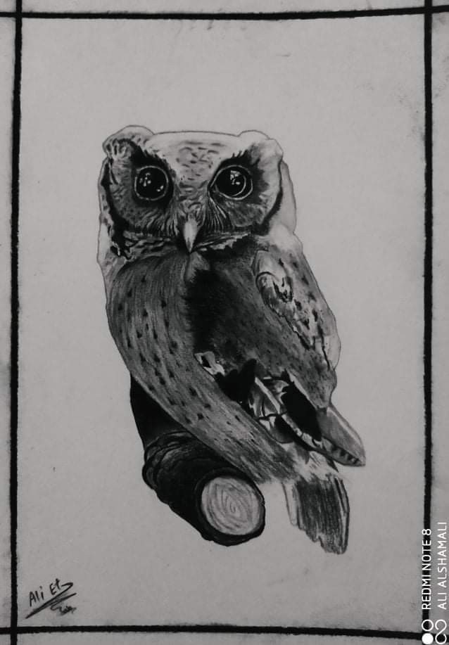 Owl