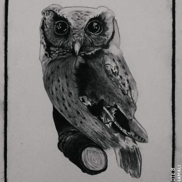 Owl