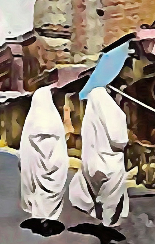 الحايك الشمالي