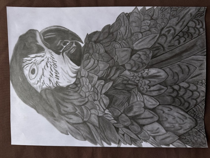 Macaw Parrot