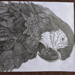 Macaw Parrot