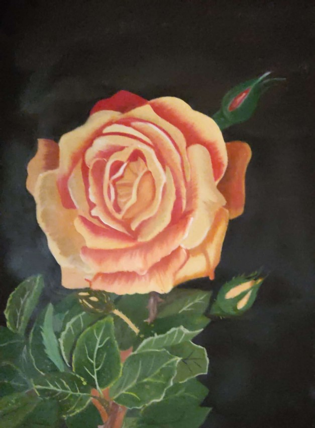 Damask Rose
